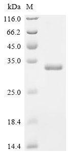 Recombinant Human Egl nine homolog 3 (EGLN3), Homo sapiens (Human), E.coli, N-terminal 10xHis-tagged and C-terminal Myc-tagged, 32.2kDa, purity >95% as determined by SDS-PAGE.