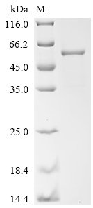Recombinant Human Eukaryotic translation initiation factor 3 subunit E (EIF3E), Homo sapiens (Human), E.coli, C-terminal 6xHis-tagged, 59.2kDa, purity >85% as determined by SDS-PAGE.