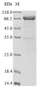 Recombinant Human Neutrophil elastase (ELANE), Biotinylated