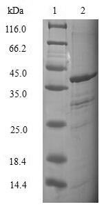 Recombinant Human Elongin-B (ELOB)
