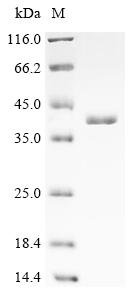 Recombinant Human ER membrane protein complex subunit 10 (EMC10), partial
