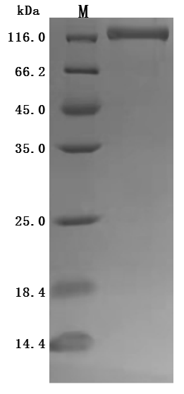 Recombinant Human Ectonucleotide pyrophosphatase/phosphodiesterase family member 3 (ENPP3), partial (Active), Homo sapiens (Human), Mammalian cell, C-terminal 10xHis-tagged, 97.8kDa, purity >95% as determined by SDS-PAGE.