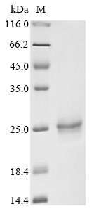 Recombinant Human Epidermal growth factor receptor substrate 15 (EPS15), partial