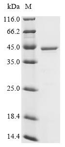 Recombinant Human Enhancer of rudimentary homolog (ERH)