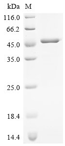 Recombinant Human Endogenous retrovirus group K member 6 Env polyprotein (ERVK-6), partial, Homo sapiens (Human), E.coli, N-terminal 6xHis-tagged, 46.7kDa, purity >95% as determined by SDS-PAGE.