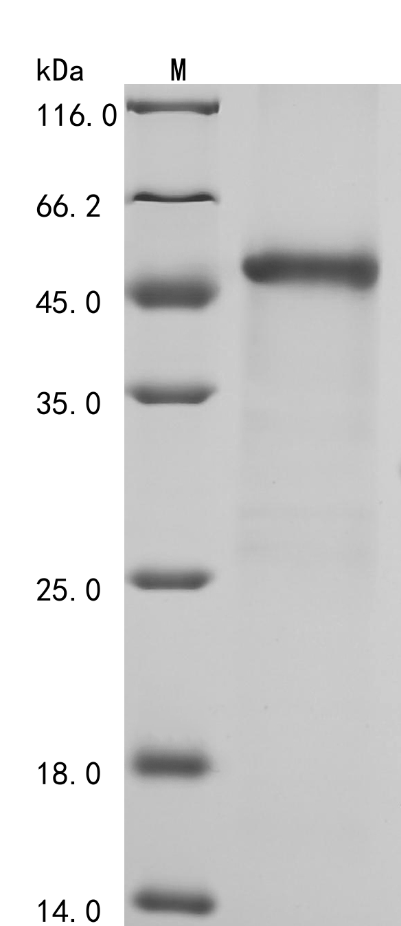 Recombinant Human Coagulation factor XIII B chain (F13B), partial