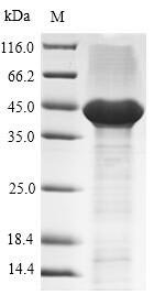 Recombinant Human Tissue factor (F3), partial, Homo sapiens (Human), E.coli, N-terminal 6xHis-SUMO-tagged, 40.8kDa, purity >90% as determined by SDS-PAGE.