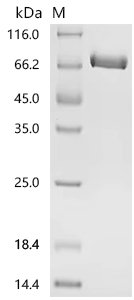 Recombinant Human Tissue factor (F3), partial, Homo sapiens (Human), Mammalian cell, C-terminal hFc1-tagged, 53.7kDa, purity >95% as determined by SDS-PAGE.