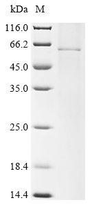 Recombinant Human parainfluenza 1 virus Hemagglutinin-neuraminidase (HN) Protein, Human parainfluenza 1 virus (strain Washington/1957) (HPIV-1), in vitro E.coli expression system, N-terminal 10xHis-tagged, 65.5kDa, purity >85% as determined by SDS-PAGE.