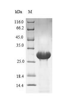 Recombinant Human Coagulation factor VII (F7), partial, Homo sapiens (Human), E.coli, N-terminal 6xHis-SUMO-tagged, 33.0kDa, purity >90% as determined by SDS-PAGE.