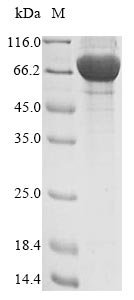 Recombinant Human Extracellular serine/threonine protein kinase FAM20C (FAM20C), Homo sapiens (Human), Mammalian cell, N-terminal 10xHis-tagged and C-terminal Myc-tagged, 61.4kDa, purity >95% as determined by SDS-PAGE.