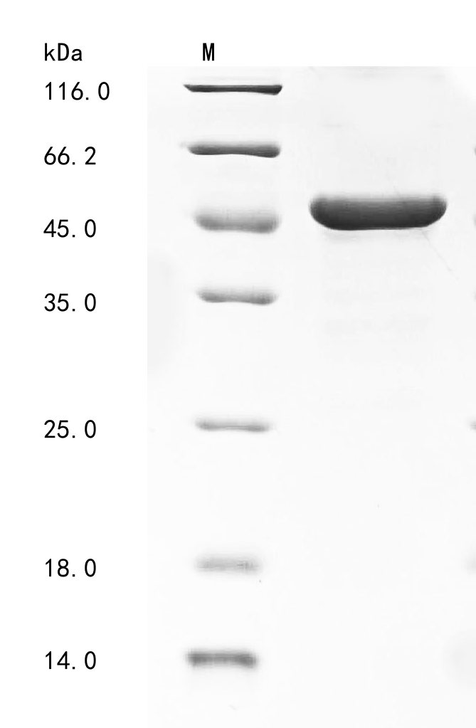 Recombinant Human Protein FAM3C (FAM3C), partial