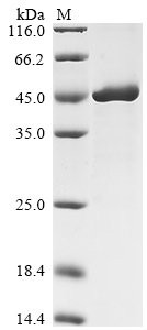 Recombinant Human Low affinity immunoglobulin epsilon Fc receptor (FCER2), partial, Homo sapiens (Human), E.coli, N-terminal GST-tagged, 49.9kDa, purity >85% as determined by SDS-PAGE.