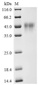 Recombinant Human Low affinity immunoglobulin gamma Fc region receptor III-A (FCGR3A) (F176V), partial, Homo sapiens (Human), Mammalian cell, C-terminal 10xHis-avi-tagged, 26.5kDa, purity >95% as determined by SDS-PAGE.