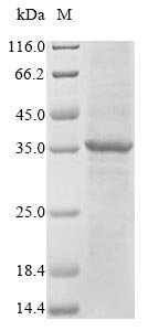 Recombinant Human Fc receptor-like protein 6 (FCRL6), partial, Homo sapiens (Human), Baculovirus, N-terminal 10xHis-tagged, 34.2kDa, purity >85% as determined by SDS-PAGE.