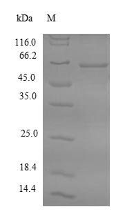 Recombinant Human Farnesyl pyrophosphate synthase (FDPS), Homo sapiens (Human), E.coli, N-terminal 6xHis-SUMO-tagged, 64.3kDa, purity >90% as determined by SDS-PAGE.