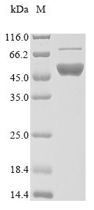 Recombinant Human Flap endonuclease 1 (FEN1), Homo sapiens (Human), E.coli, N-terminal 10xHis-tagged and C-terminal Myc-tagged, 50.0kDa, purity >85% as determined by SDS-PAGE.