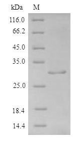 Recombinant Human Fibroblast growth factor 1 (FGF1)