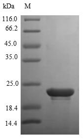 Recombinant Human Heparin-binding growth factor 2 protein (FGFB)
