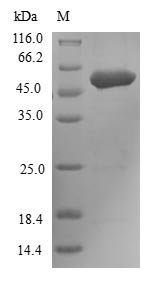 Recombinant Human Fibroblast growth factor receptor 3 (FGFR3), partial, Homo sapiens (Human), E.coli, N-terminal 6xHis-B2M-tagged, 59.4kDa, purity >90% as determined by SDS-PAGE.
