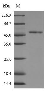 Recombinant Human Fibroblast growth factor receptor 3 (FGFR3), partial
