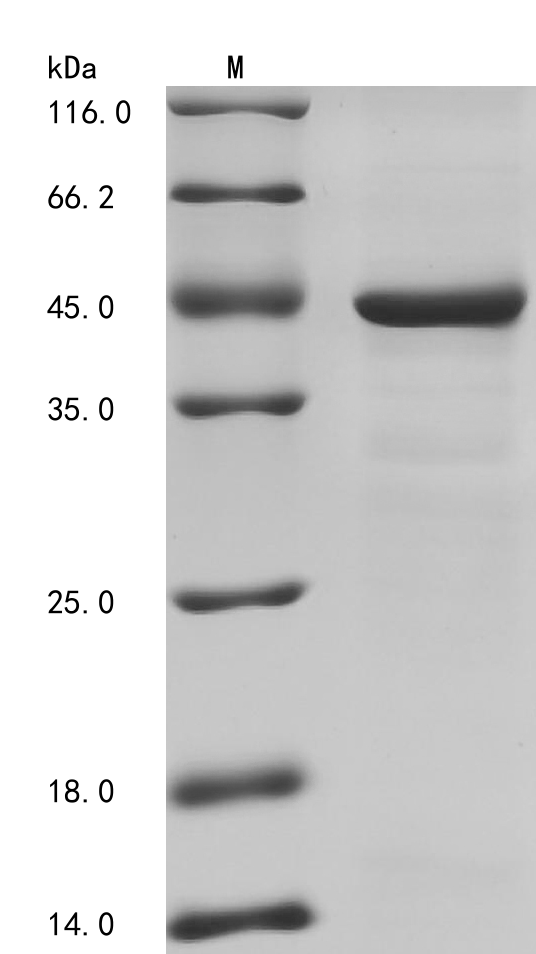 Recombinant Human Fibrinogen-like protein 1 (FGL1), partial