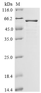 Recombinant Human Filamin A-interacting protein 1-like (FILIP1L), partial, Homo sapiens (Human), E.coli, N-terminal 6xHis-GST-tagged, 55.1kDa, purity >85% as determined by SDS-PAGE.