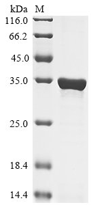 Recombinant Human Flotillin-1 (FLOT1), partial