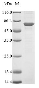Recombinant Human Flotillin-2 (FLOT2), Homo sapiens (Human), E.coli, N-terminal 10xHis-tagged and C-terminal Myc-tagged, 54.4kDa, purity >85% as determined by SDS-PAGE.