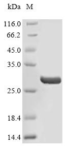Recombinant Human Fibronectin (FN1), partial