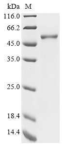 Recombinant Human Forkhead box protein P3 (FOXP3), Homo sapiens (Human), E.coli, N-terminal 10xHis-tagged and C-terminal Myc-tagged, 53.2kDa, purity >85% as determined by SDS-PAGE.