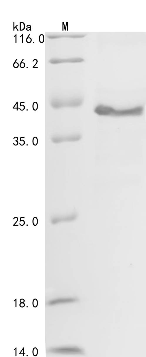 Recombinant Human Follistatin-related protein 1 (FSTL1), partial, Homo sapiens (Human), E.coli, N-terminal 6xHis-GST-tagged, 43.8kDa, purity >90% as determined by SDS-PAGE.