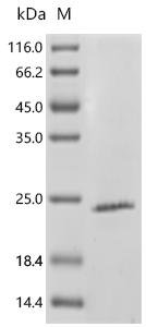 Recombinant Helicobacter pylori Lipoprotein signal peptidase (lspA) Protein, Helicobacter pylori (strain ATCC 700392 / 26695) (Campylobacter pylori), in vitro E.coli expression system, N-terminal 10xHis-tagged, 24.0kDa, purity >85% as determined by SDS-PAGE.