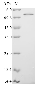 Recombinant Human RNA-binding protein FUS (FUS), Homo sapiens (Human), E.coli, N-terminal 10xHis-tagged and C-terminal Myc-tagged, 60.9kDa, purity >90% as determined by SDS-PAGE.