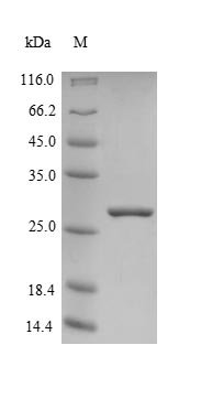 Recombinant Human Frataxin, mitochondrial (FxN), Homo sapiens (Human), E.coli, N-terminal 10xHis-tagged and C-terminal Myc-tagged, 28.1kDa, purity >85% as determined by SDS-PAGE.