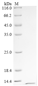 Recombinant Human Fragile X mental retardation syndrome-related protein 1 (FXR1), partial, Homo sapiens (Human), E.coli, C-terminal 6xHis-tagged, 7.8kDa, purity >90% as determined by SDS-PAGE.