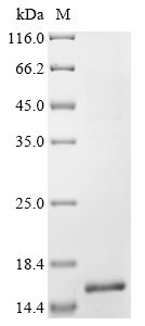 Recombinant Human Fragile X mental retardation syndrome-related protein 1 (FXR1), partial