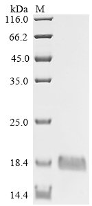 Recombinant Human Gamma-aminobutyric acid receptor-associated protein (GABARAP)