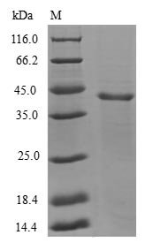 Recombinant Human Gamma-aminobutyric acid receptor-associated protein-like 1 (GABARAPL1), Homo sapiens (Human), E.coli, N-terminal GST-tagged, 40.9kDa, purity >90% as determined by SDS-PAGE.