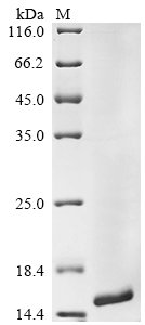 Recombinant Human Gamma-aminobutyric acid receptor-associated protein-like 2 (GABARAPL2), Homo sapiens (Human), E.coli, C-terminal 6xHis-tagged, 14.6kDa, purity >90% as determined by SDS-PAGE.
