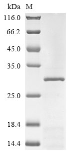 Recombinant Human Gamma-aminobutyric acid receptor subunit alpha-1 (GABRA1), partial