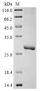 Recombinant Human Gamma-aminobutyric acid receptor subunit pi (GABRP), partial