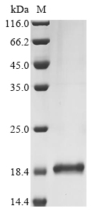 Recombinant Human Galanin peptides (GAL), partial