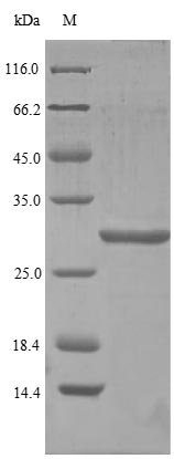 Recombinant Human Pro-glucagon (GCG), partial