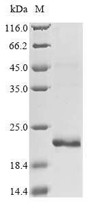 Recombinant Human Glucagon receptor (GCGR), partial