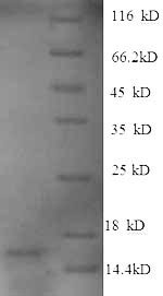 Recombinant Human Growth/differentiation factor 15 (GDF15), partial, Homo sapiens (Human), E.coli, N-terminal 6xHis-tagged, 16.2kDa, purity >90% as determined by SDS-PAGE.