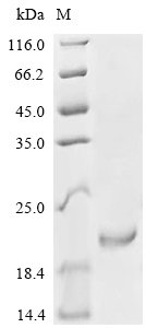 Recombinant Human Growth/differentiation factor 5 (GDF5)