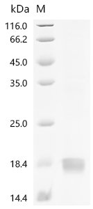 Recombinant Human Growth/differentiation factor 9 (GDF9), Homo sapiens (Human), E.coli, Tag-Free, 15.6kDa, purity >90% as determined by SDS-PAGE.