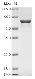 Recombinant Human Glial fibrillary acidic protein (GFAP), Homo sapiens (Human), E.coli, N-terminal 10xHis-tagged and C-terminal Myc-tagged, 57.3kDa, purity >85% as determined by SDS-PAGE.