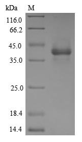 Recombinant Human GDNF family receptor alpha-like (GFRAL), partial